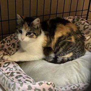 Sundae, Adult Female Domestic Short Hair