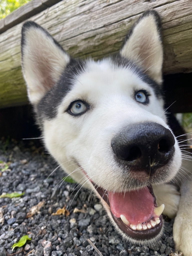 Dimitri