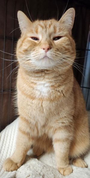Izzy, Adult Female Domestic Short Hair