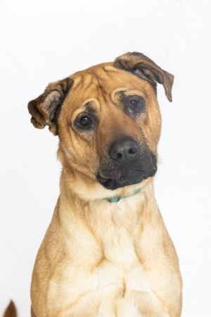 Chewy, Adult Male Mixed Breed