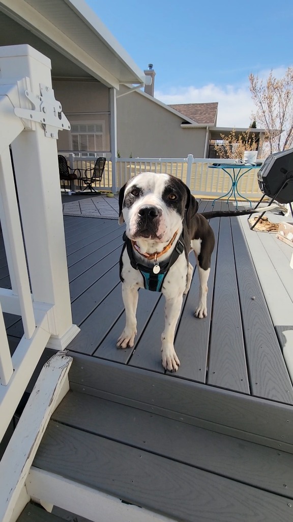 Buddy