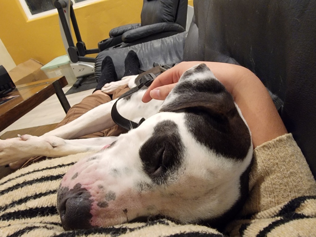 Buddy