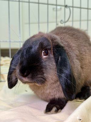 Barley Brown, Young Male Mini Lop