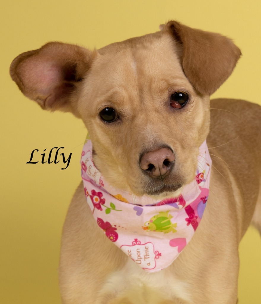 Lily