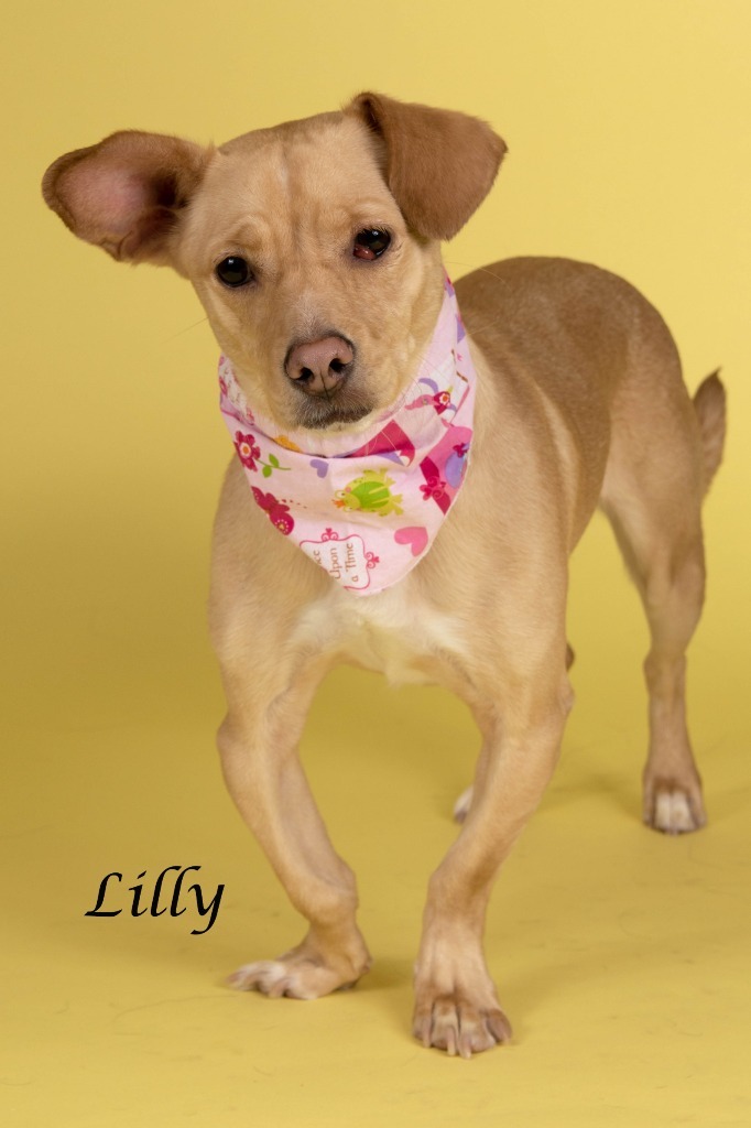 Lily