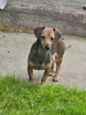 Montana, Adult Female Dachshund