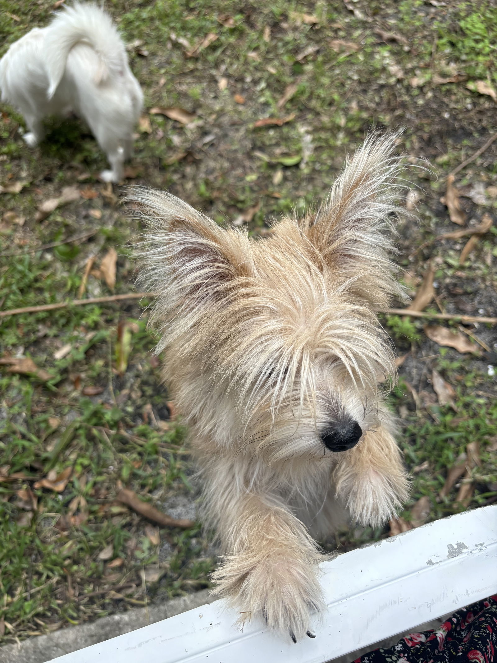 Ewok *