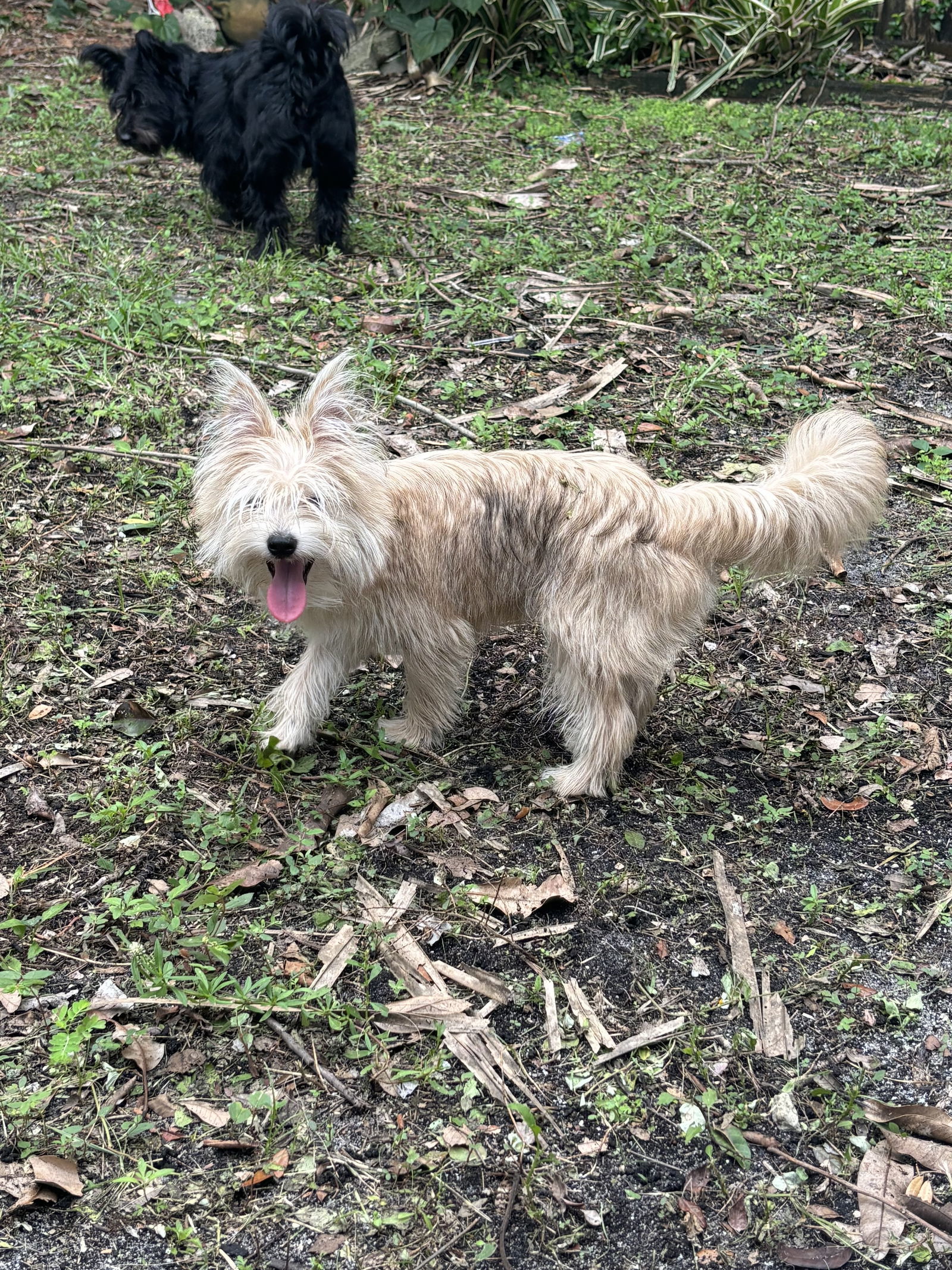 Ewok *