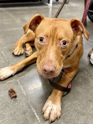 Sweet Pea, Young Female Pit Bull Terrier