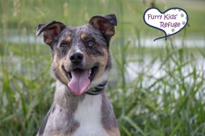Groucho, Adult Male Catahoula Leopard Dog