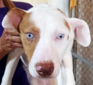 Summer, Young Female Pit Bull Terrier
