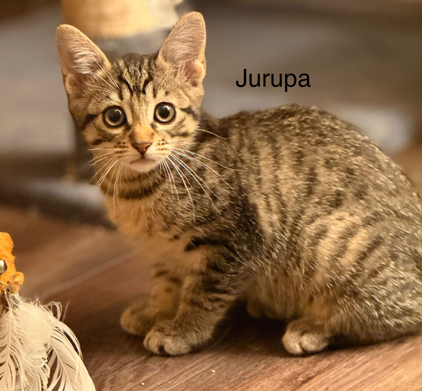 Jurupa