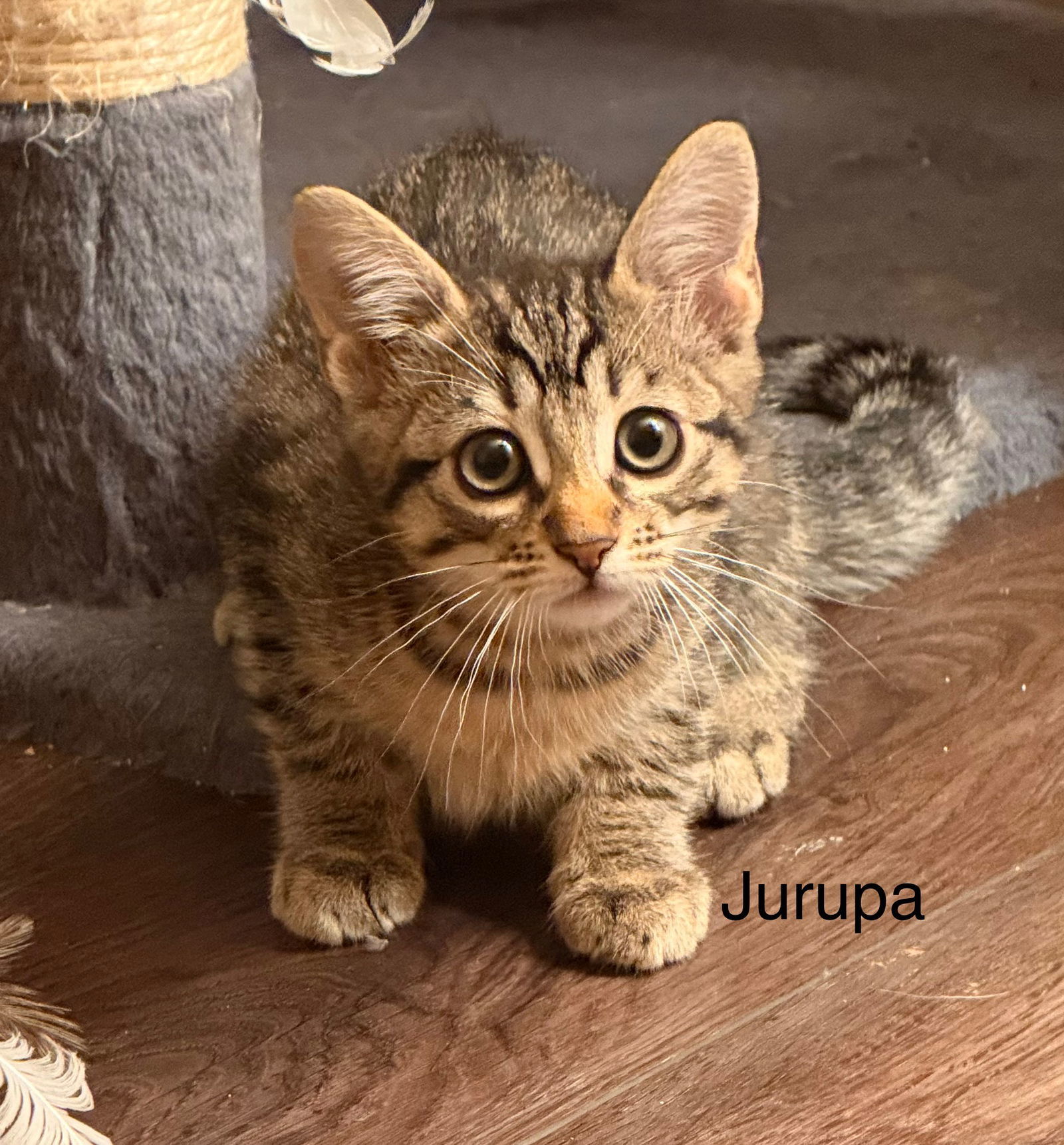 Jurupa
