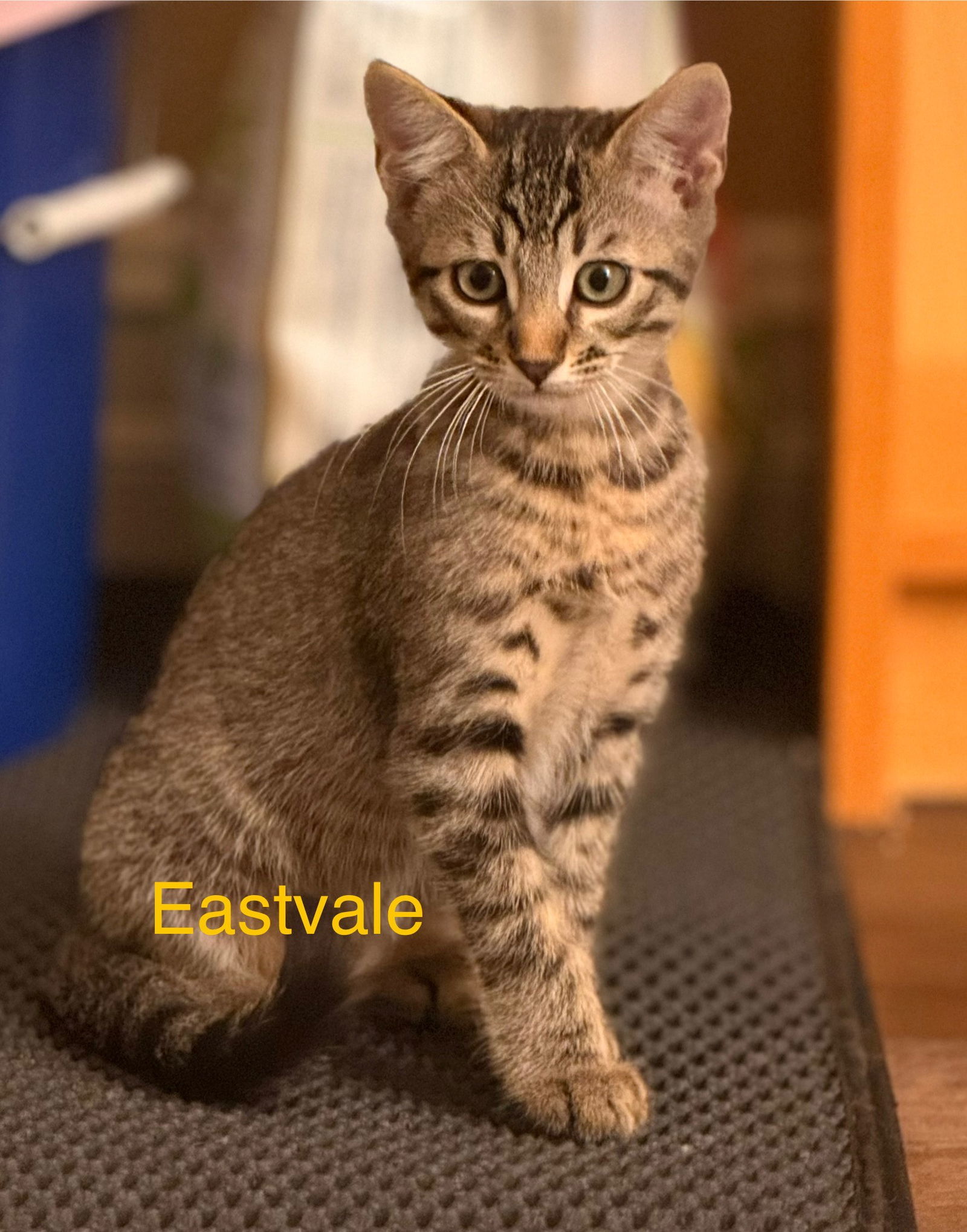 Eastvale