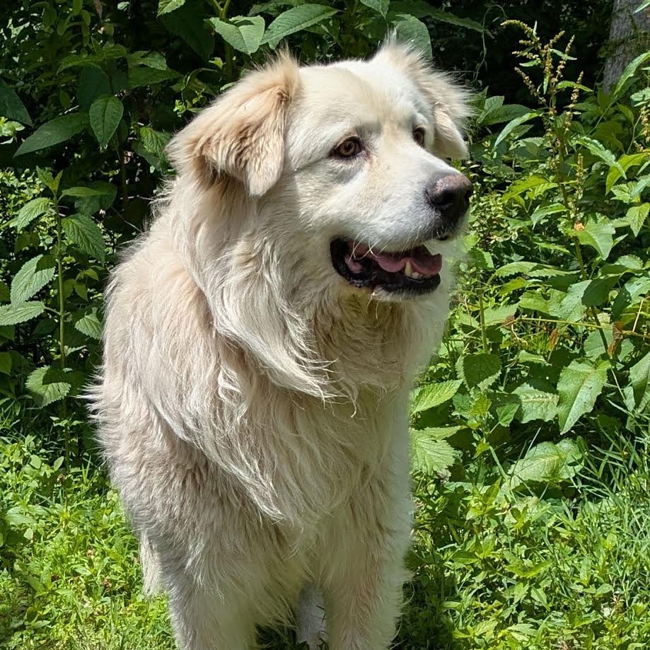Zeus