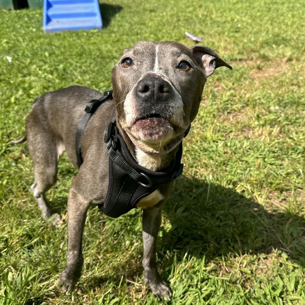 Indigo
