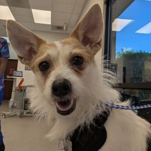 Pirrumina, Young Female Jack Russell Terrier