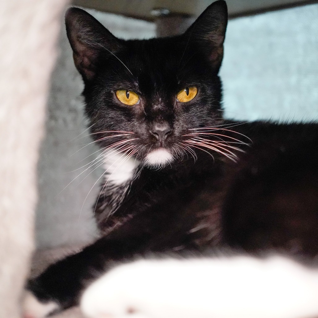 Befina, an adoptable Domestic Short Hair in Thomaston, ME, 04861 | Photo Image 1