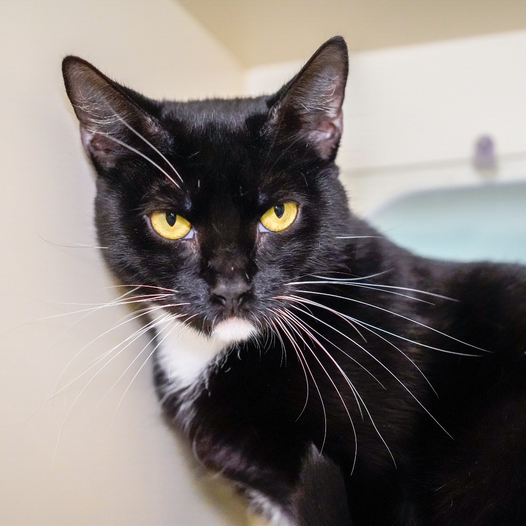 Befina, an adoptable Domestic Short Hair in Thomaston, ME, 04861 | Photo Image 2