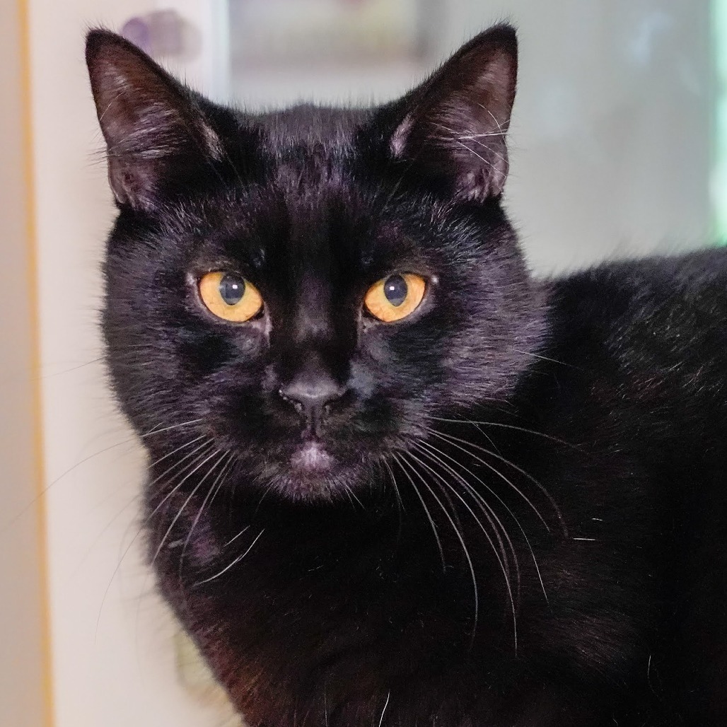 Millipede, an adoptable Domestic Short Hair in Thomaston, ME, 04861 | Photo Image 1