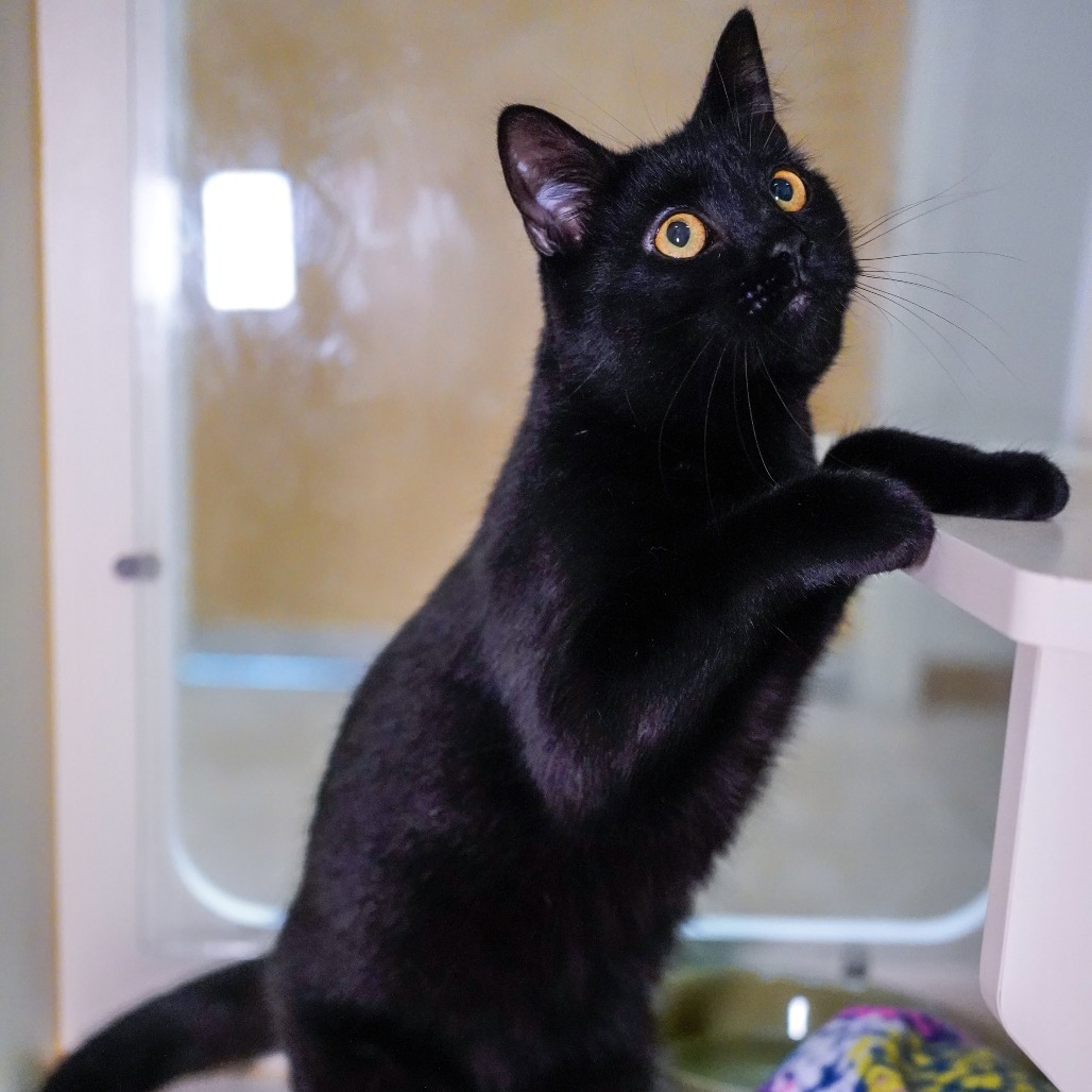 Millipede, an adoptable Domestic Short Hair in Thomaston, ME, 04861 | Photo Image 1