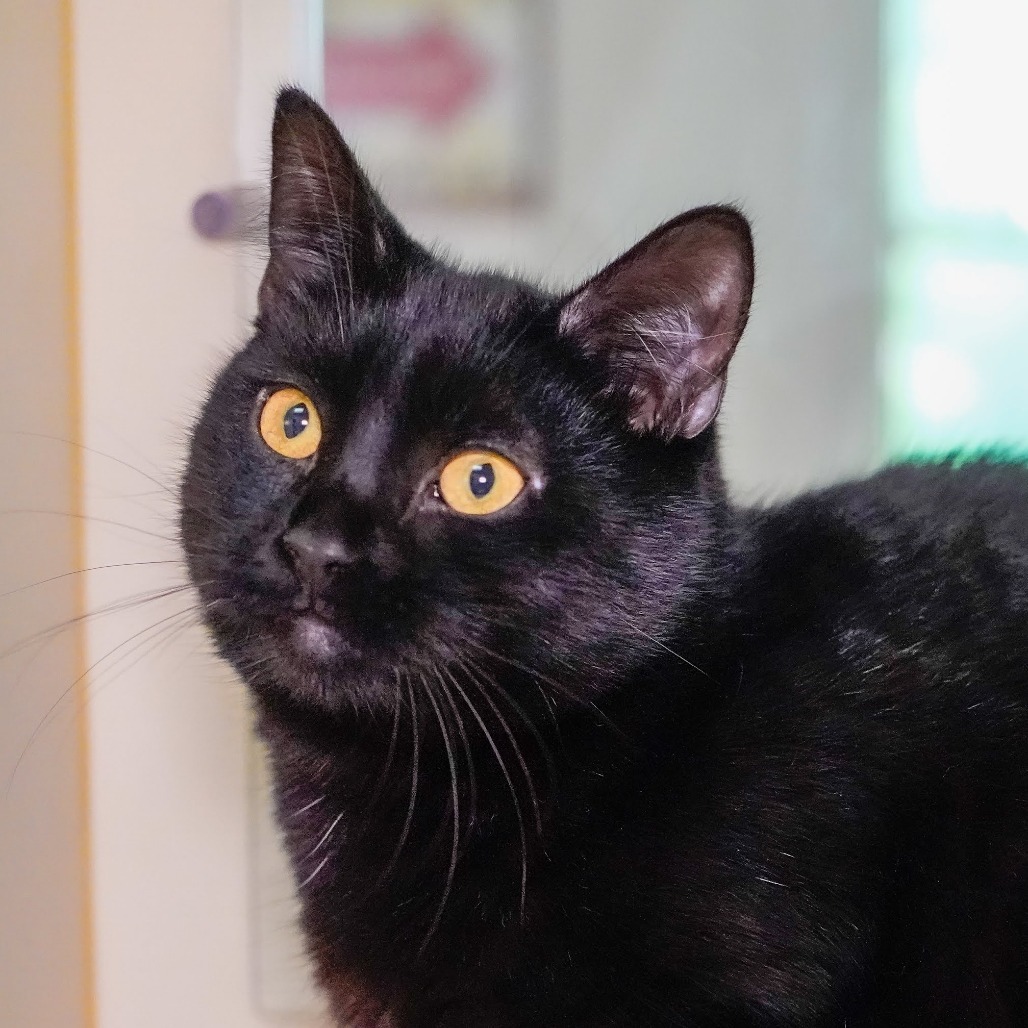 Millipede, an adoptable Domestic Short Hair in Thomaston, ME, 04861 | Photo Image 2