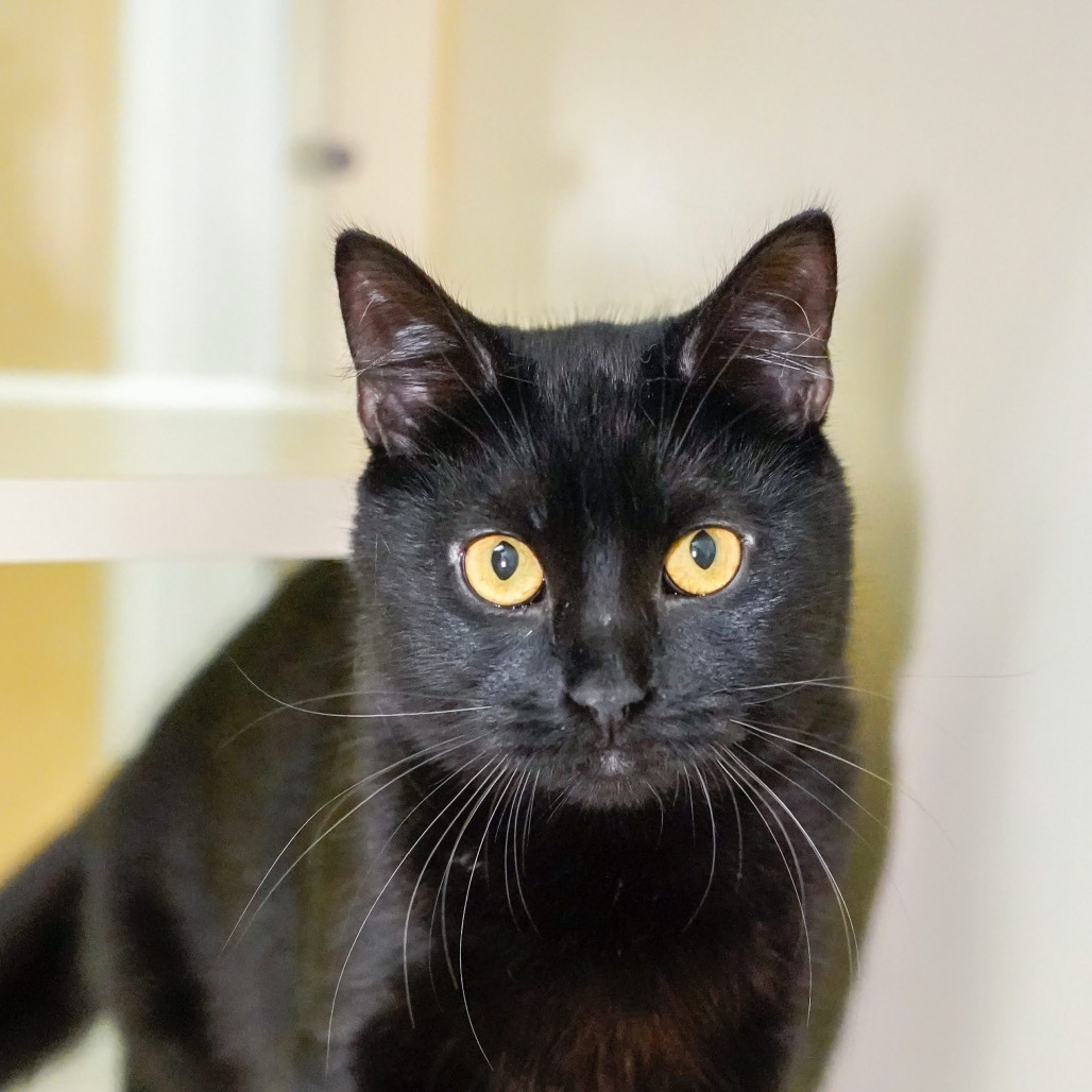 Millipede, an adoptable Domestic Short Hair in Thomaston, ME, 04861 | Photo Image 4