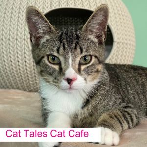 Marco, Baby Male Domestic Short Hair