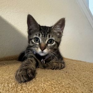 Jinx, Baby Female Domestic Short Hair