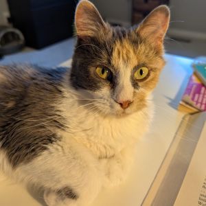Helena, Adult Female Domestic Short Hair