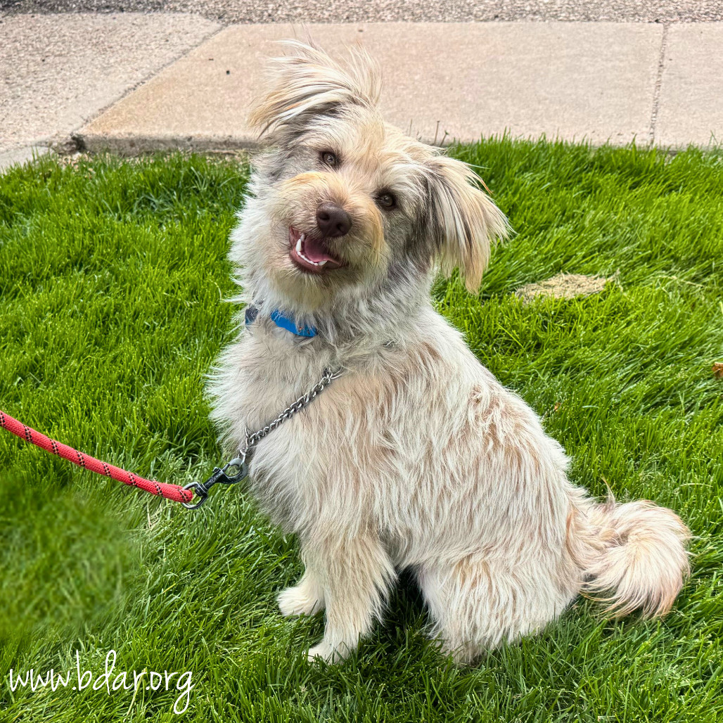 Buba, an adoptable Husky, Schnauzer in Cheyenne, WY, 82009 | Photo Image 1