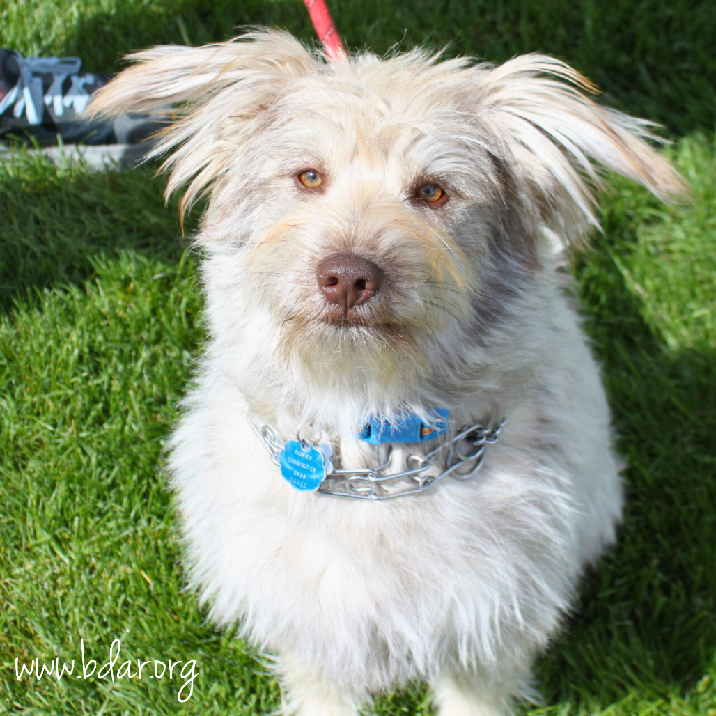 Buba, an adoptable Husky, Schnauzer in Cheyenne, WY, 82009 | Photo Image 2