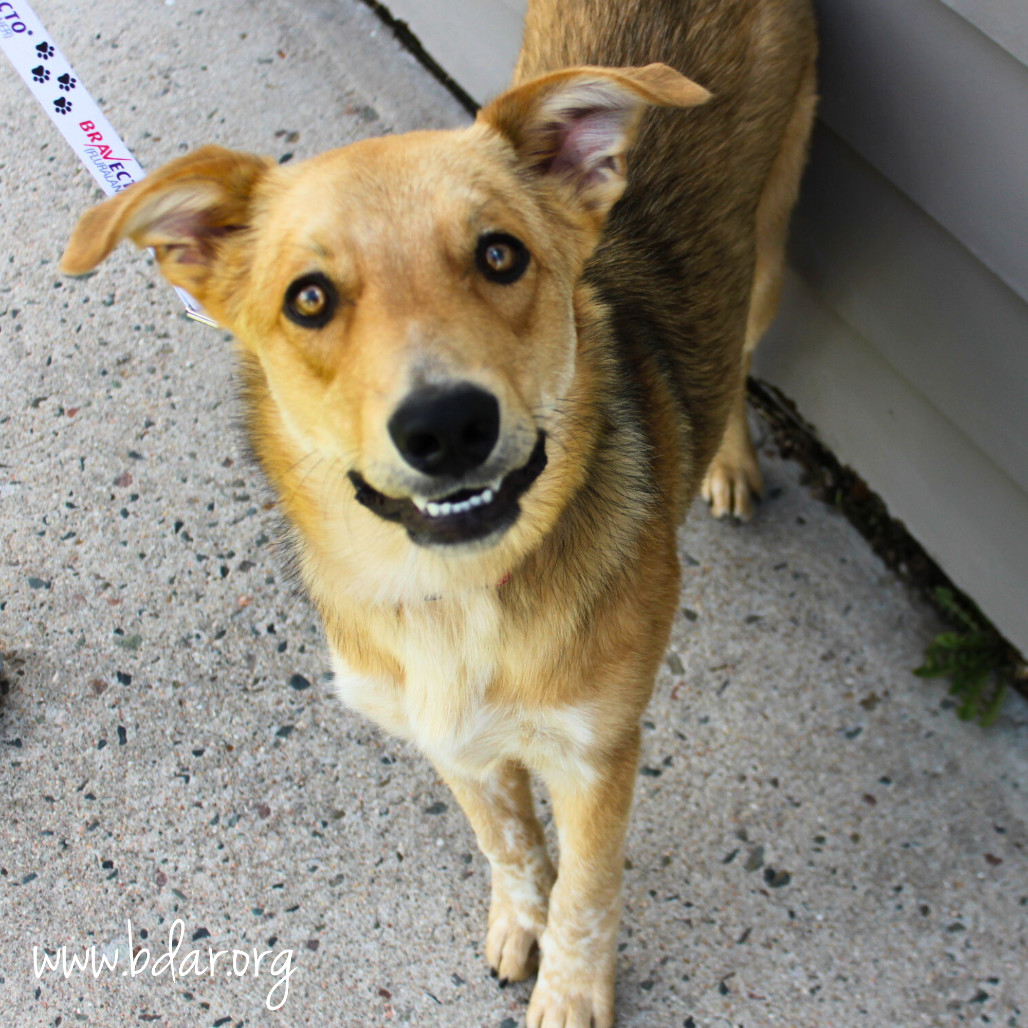 Adamas, an adoptable Shepherd, Cattle Dog in Cheyenne, WY, 82009 | Photo Image 1