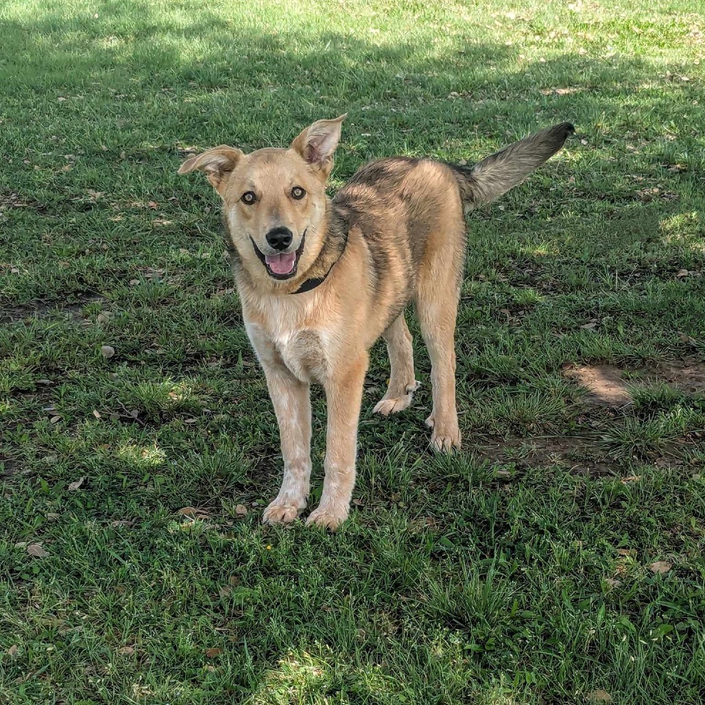 Adamas, an adoptable Shepherd, Cattle Dog in Cheyenne, WY, 82009 | Photo Image 2