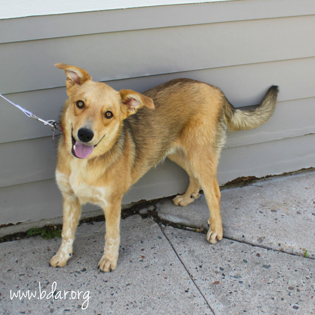 Adamas, an adoptable Shepherd, Cattle Dog in Cheyenne, WY, 82009 | Photo Image 3