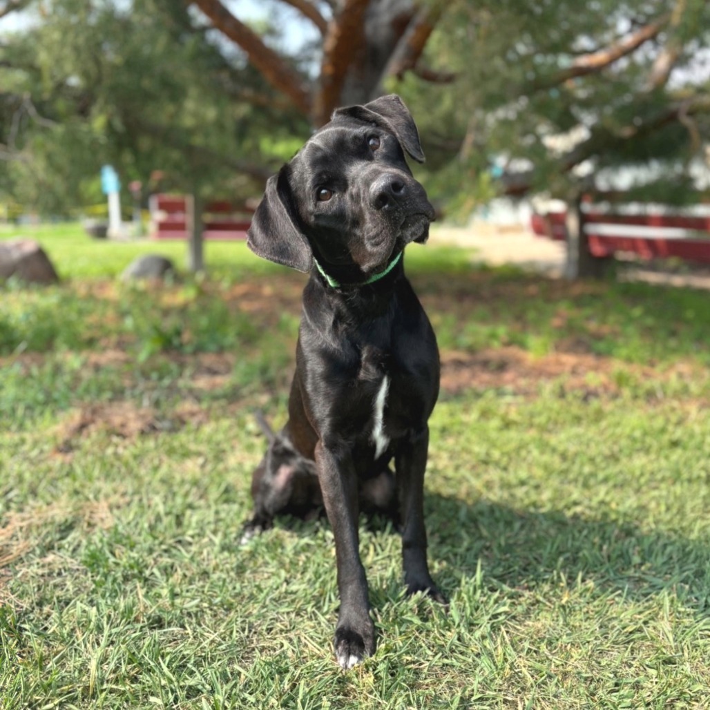 Goliath--In Foster