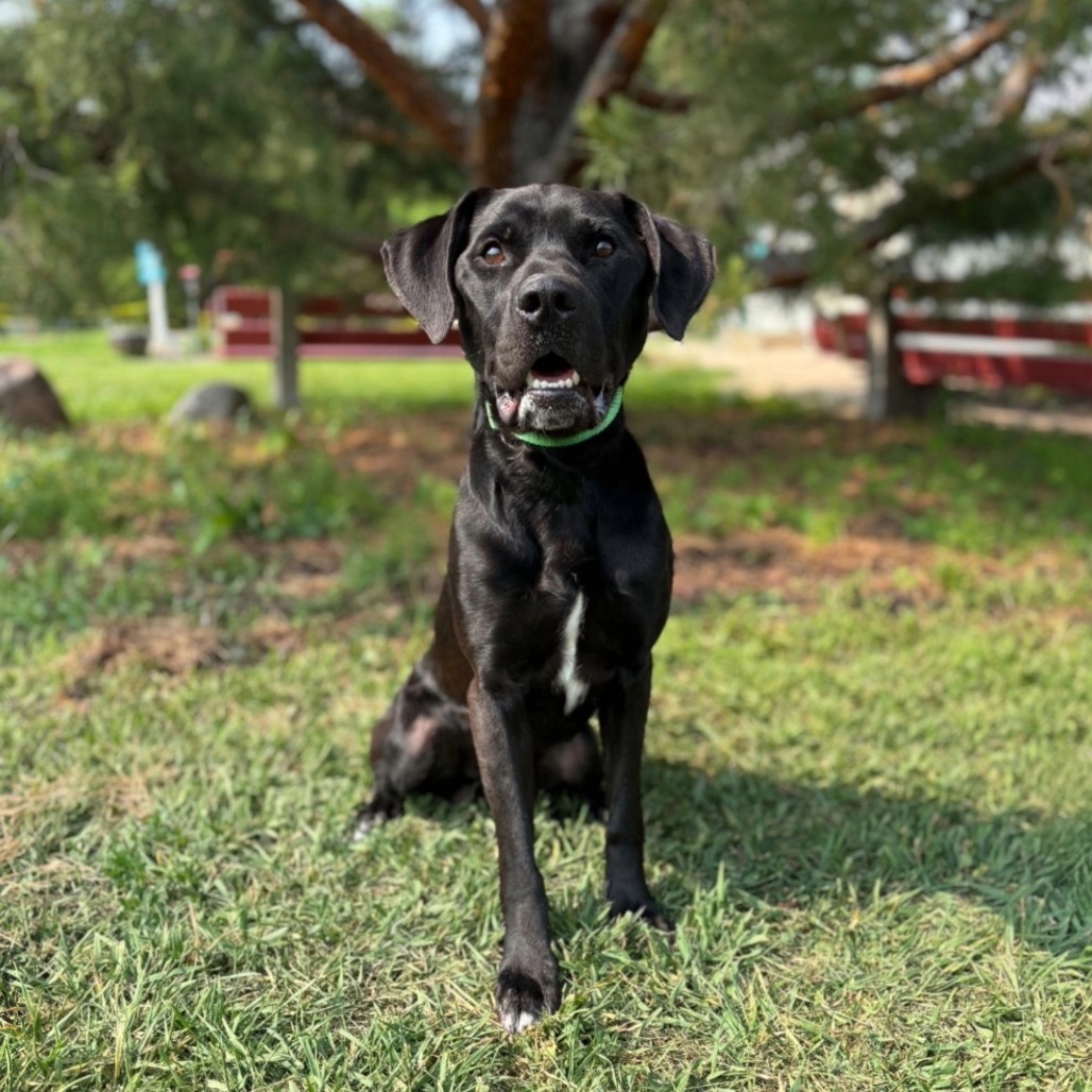 Goliath--In Foster
