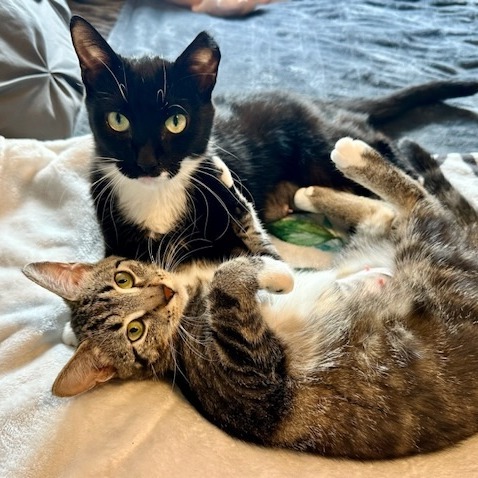 Kellanova--In Foster, an adoptable Domestic Short Hair in Fargo, ND, 58102 | Photo Image 1