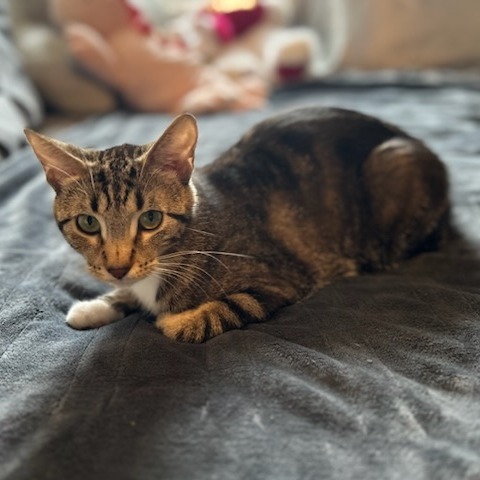 Kellanova--In Foster***ADOPTION PENDING***, an adoptable Domestic Short Hair in Fargo, ND, 58102 | Photo Image 2