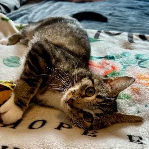 Kellanova--In Foster, an adoptable Domestic Short Hair in Fargo, ND, 58102 | Photo Image 3