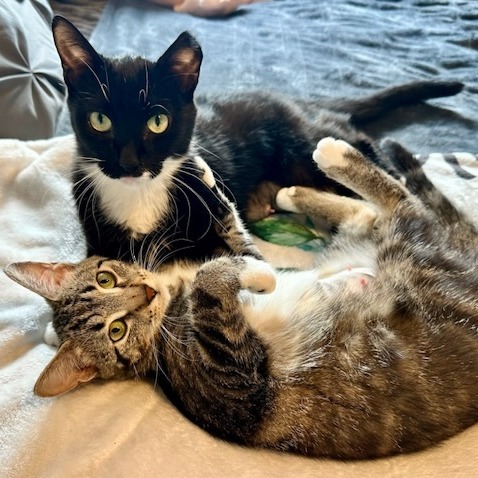 Sookie--In Foster, an adoptable Domestic Short Hair in Fargo, ND, 58102 | Photo Image 1