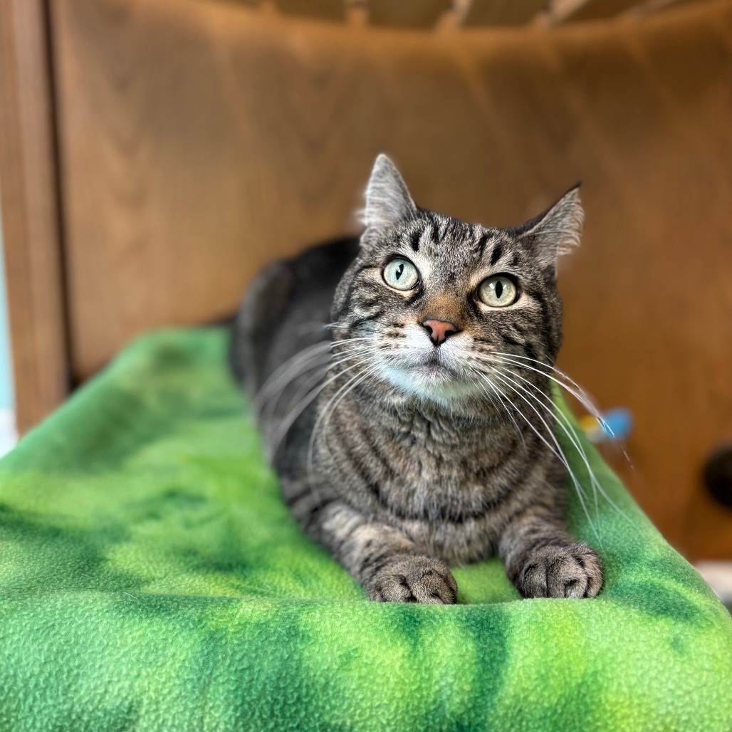 Lewis--In Foster