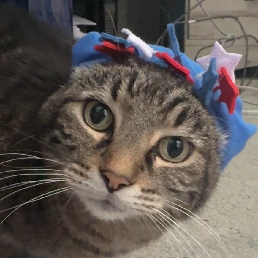 Lewis--In Foster, an adoptable Domestic Short Hair in Fargo, ND, 58102 | Photo Image 2
