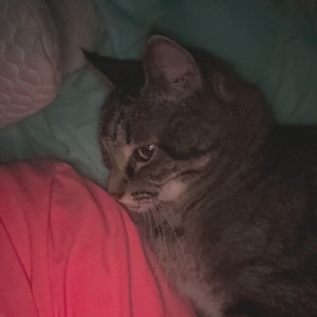 Lewis--In Foster, an adoptable Domestic Short Hair in Fargo, ND, 58102 | Photo Image 3