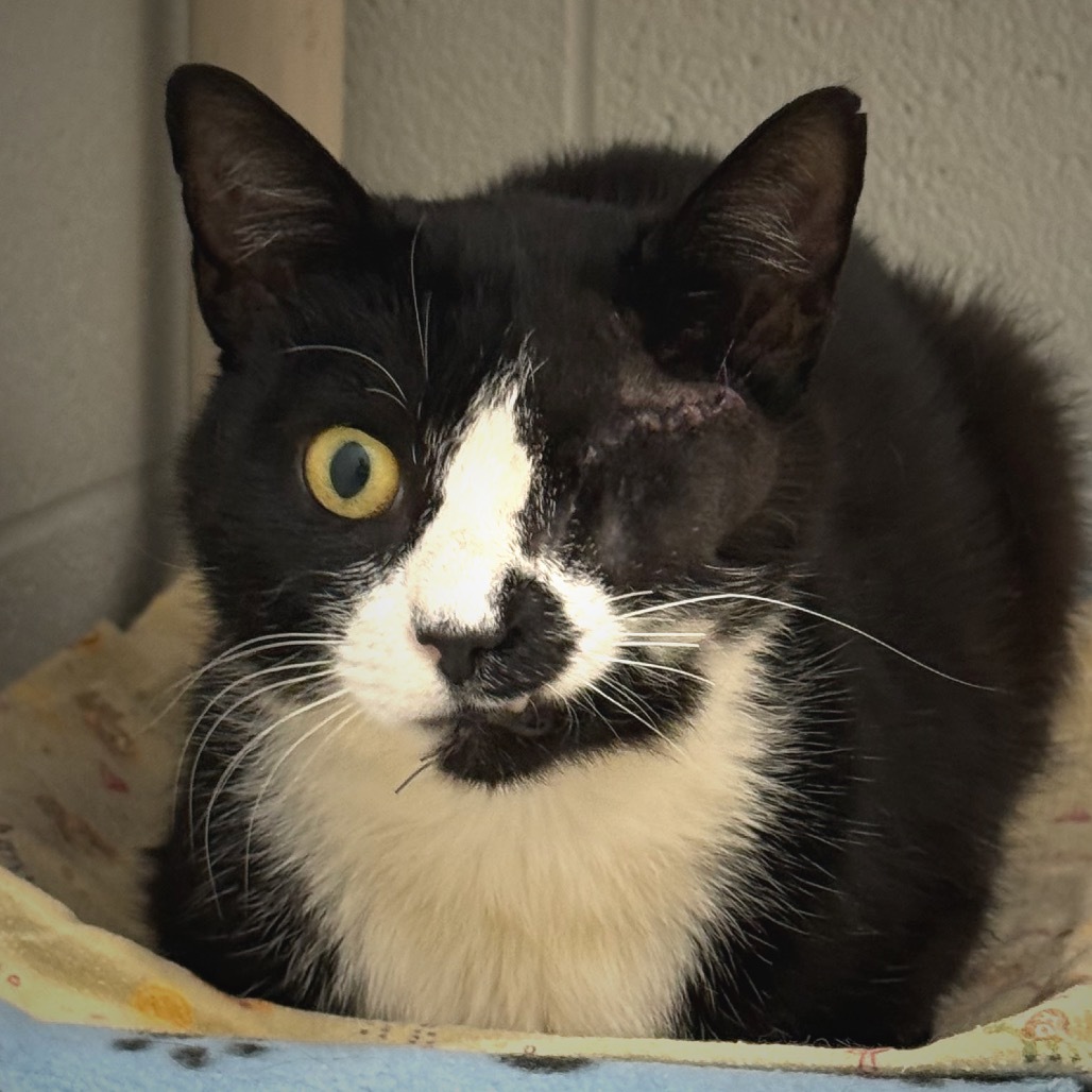 Sir Mix-a-lot- adopt/fta pending