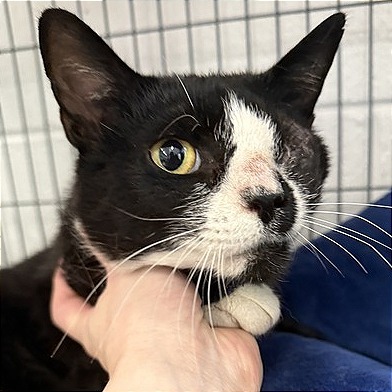 Sir Mix-a-lot- adopt/fta pending