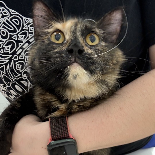 Freya