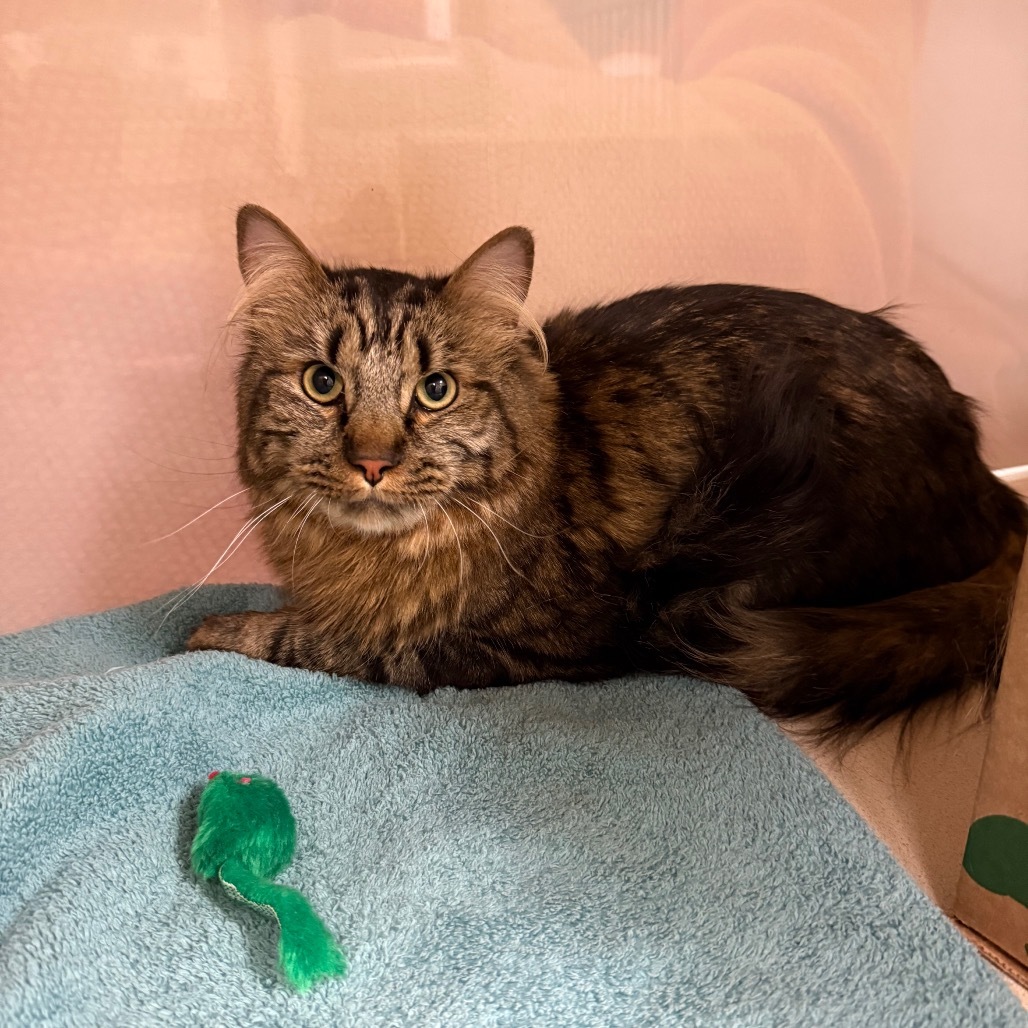 Puccini, an adoptable Maine Coon in Reno, NV, 89502 | Photo Image 1