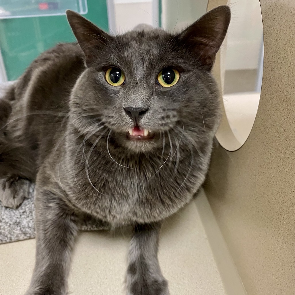 Linguica, an adoptable Domestic Medium Hair in Reno, NV, 89502 | Photo Image 1