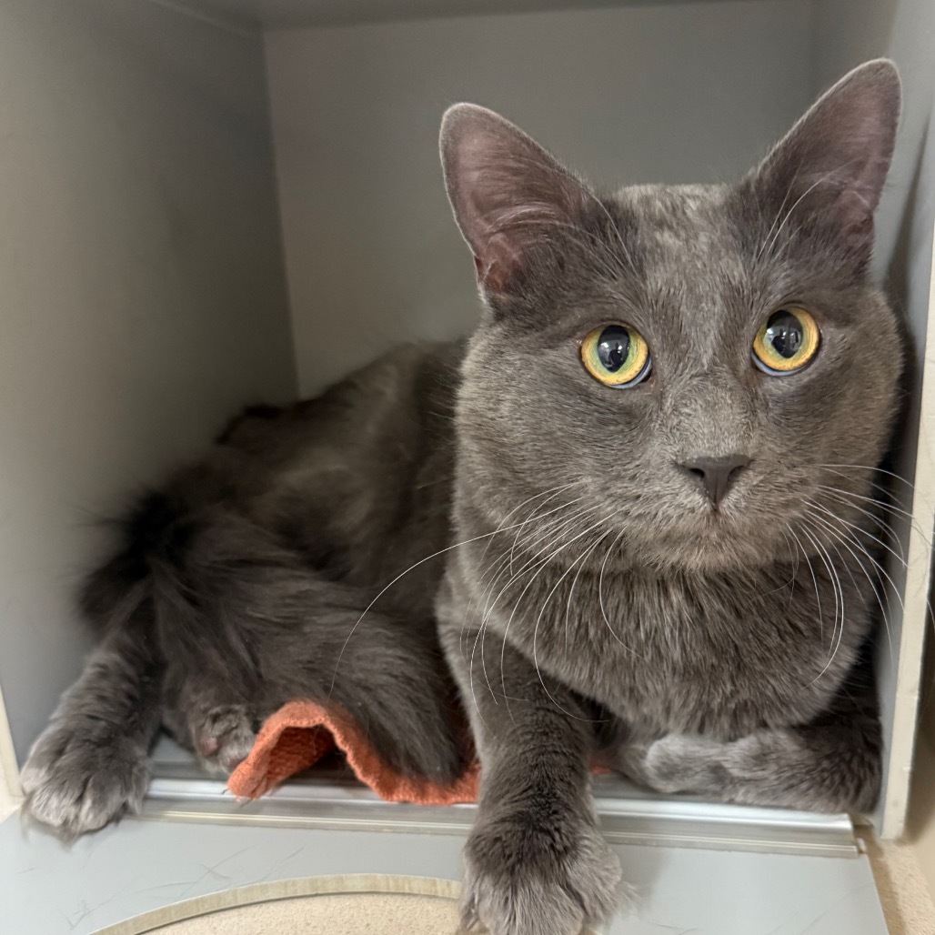 Linguica, an adoptable Domestic Medium Hair in Reno, NV, 89502 | Photo Image 2